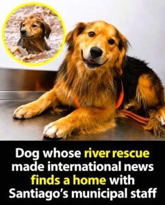 Morochos Second Chance The Dog Who Survived Chiles Raging River Finally Finds a Place to Call Home - photo 20