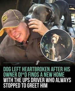 The UPS Driver Who Became a Dogs Forever Family - photo 30