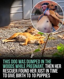 Somewhere near Trenton, Georgia, a heavily pregnant dog was left to fend for herself in the woods. She had no - photo 26