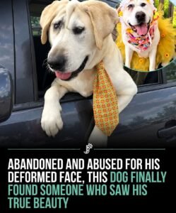 Beaux Tox The Dog Whose Unusual Face Led to Rejection but Never Stole His Chance at Love - photo 48
