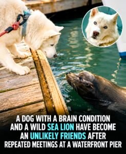 Fenix the Husky and Wilbur the Sea Lion An Unlikely Friendship That Captured Millions of Hearts - photo 23