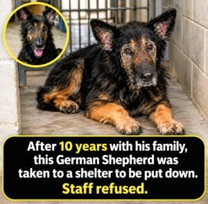 Rockys Family Called Him Too Old to Live But a Texas Shelter Refused to Give Up on Him - photo 22
