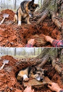 For twenty-one consecutive mornings, a stray German shepherd returned to the same backyard and dug desperately - photo 10