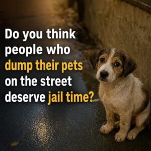 The heartbreaking truth about pet abandonment and why it should have serious consequences - photo 6