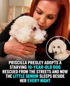 at 10 years old, toby finally found the loving home he deserved - photo 12