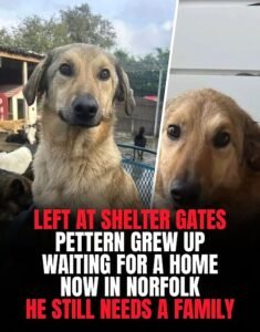 abandoned in Romania, pettern is still waiting for a family to call his own - photo 8