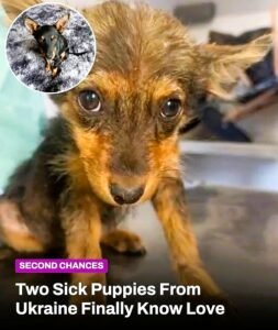 From a war zone to loving homes the incredible journey of two rescued puppies - photo 16