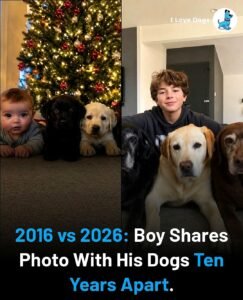 ten years of friendship a beautiful journey from playful puppies to loyal old companions - photo 4