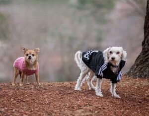 when a beloved pet becomes a memory, an entire family grieves - photo 2
