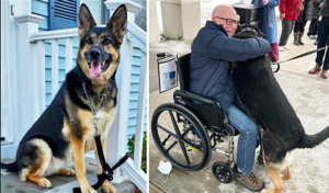 Heroic German Shepherd Sadie Reunites With Her Owner After Saving His Life During a Stroke - photo 32